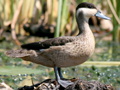 Blue-billed Teal